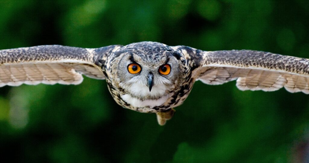 A owl focused